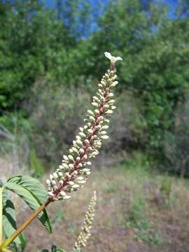 Imagem de Aesculus californica (Spach) Nutt.