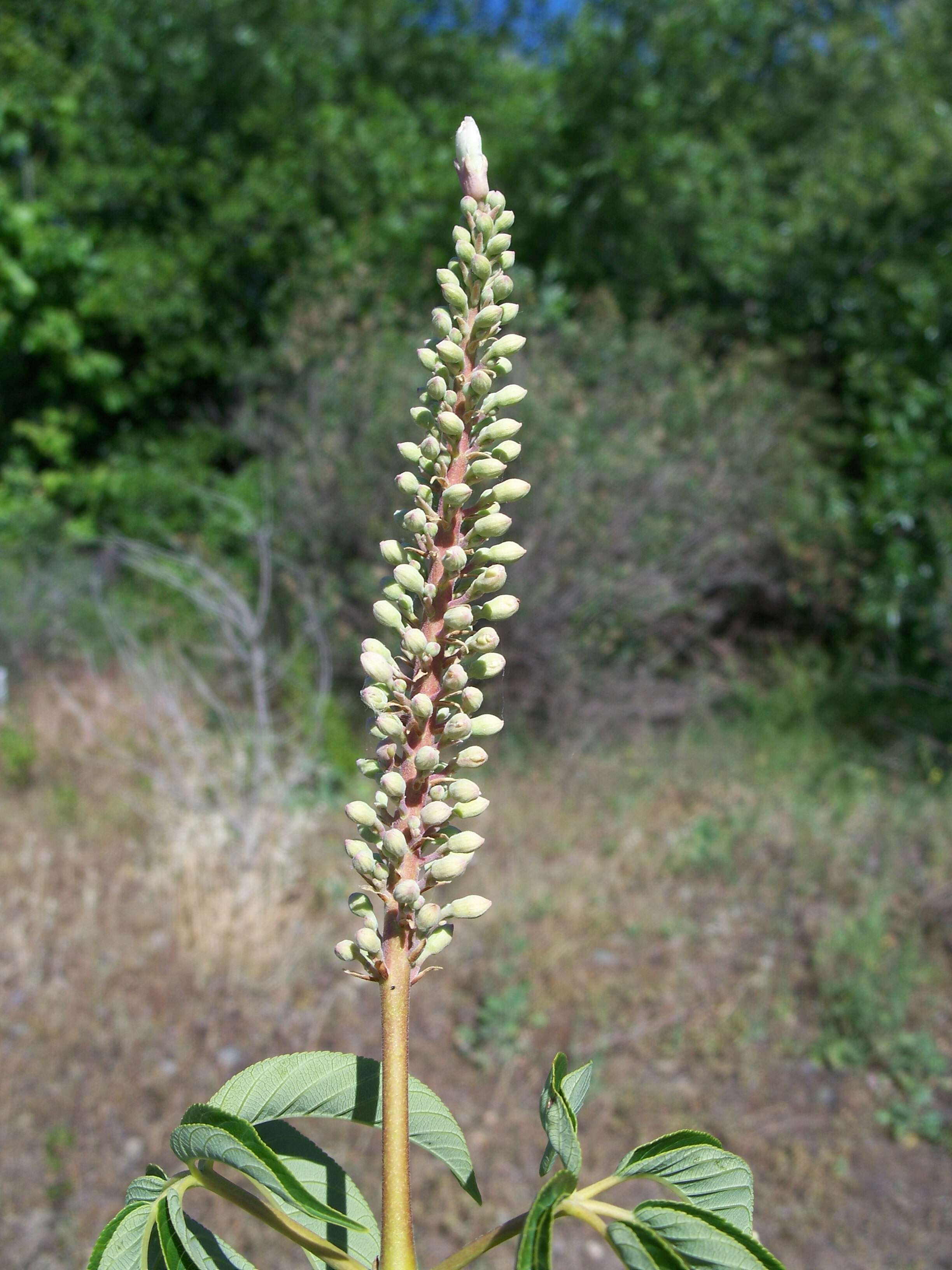 Image of California buckeye