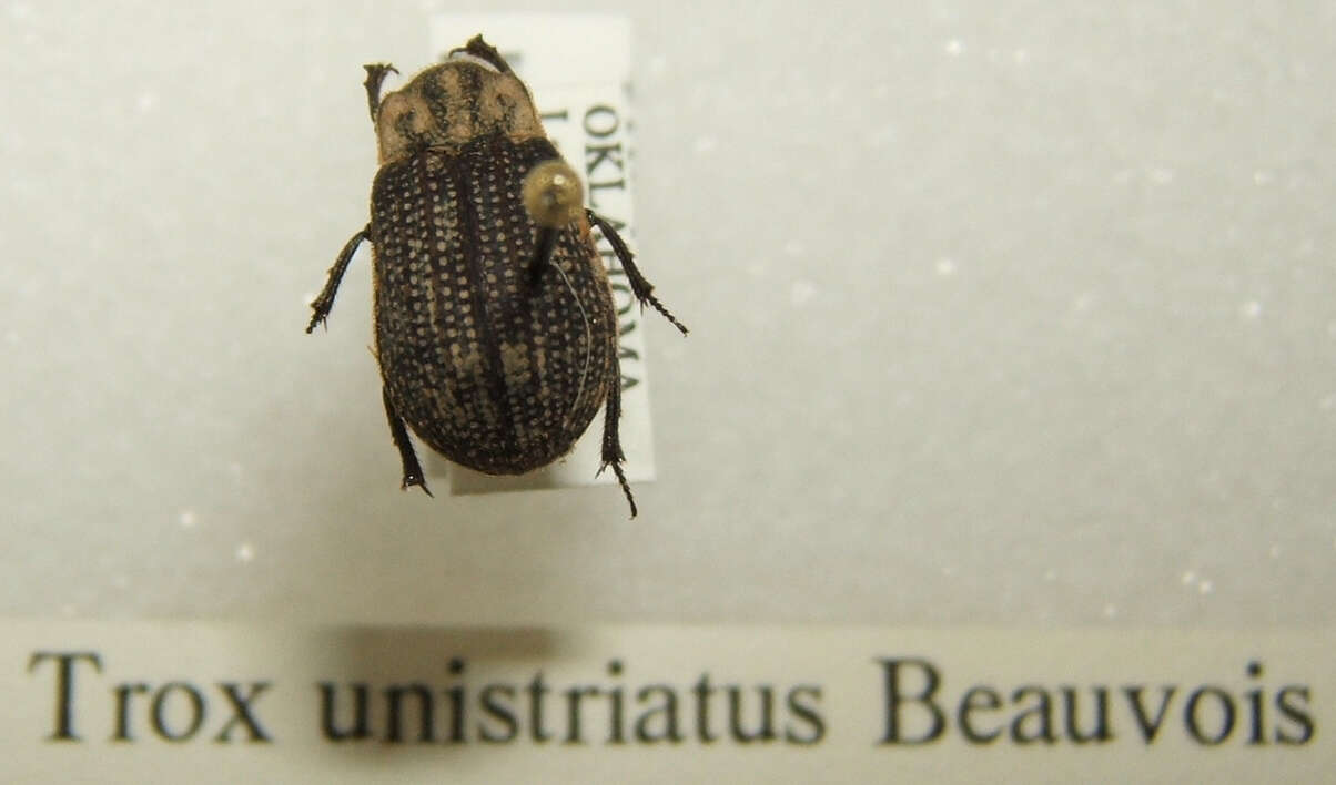 Image of Trox unistriatus Palisot de Beauvois 1805