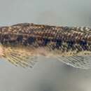 Image de Etheostoma collis (Hubbs & Cannon 1935)