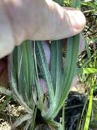 Image of Mohr's Bluestem