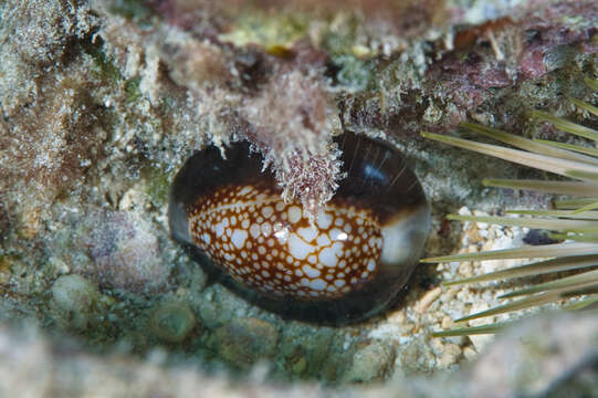 Image of snake's head cowry