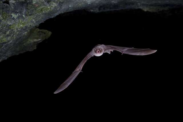 Image of Common Bentwing Bat