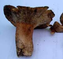 Image of Lactarius rupestris Wartchow 2010