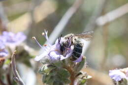 Image of Andrena palpalis Timberlake 1951