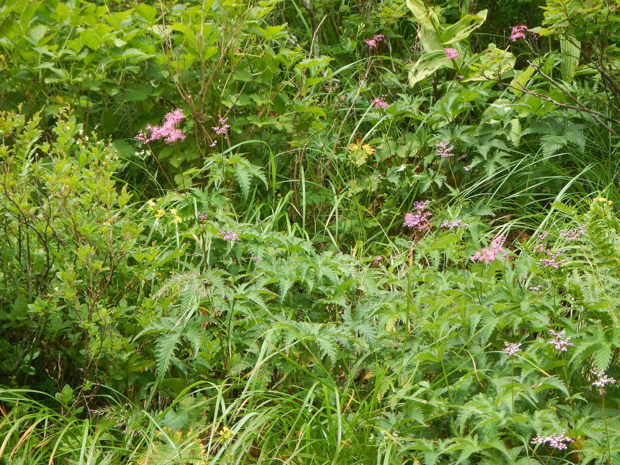 Image of Filipendula multijuga Maxim.