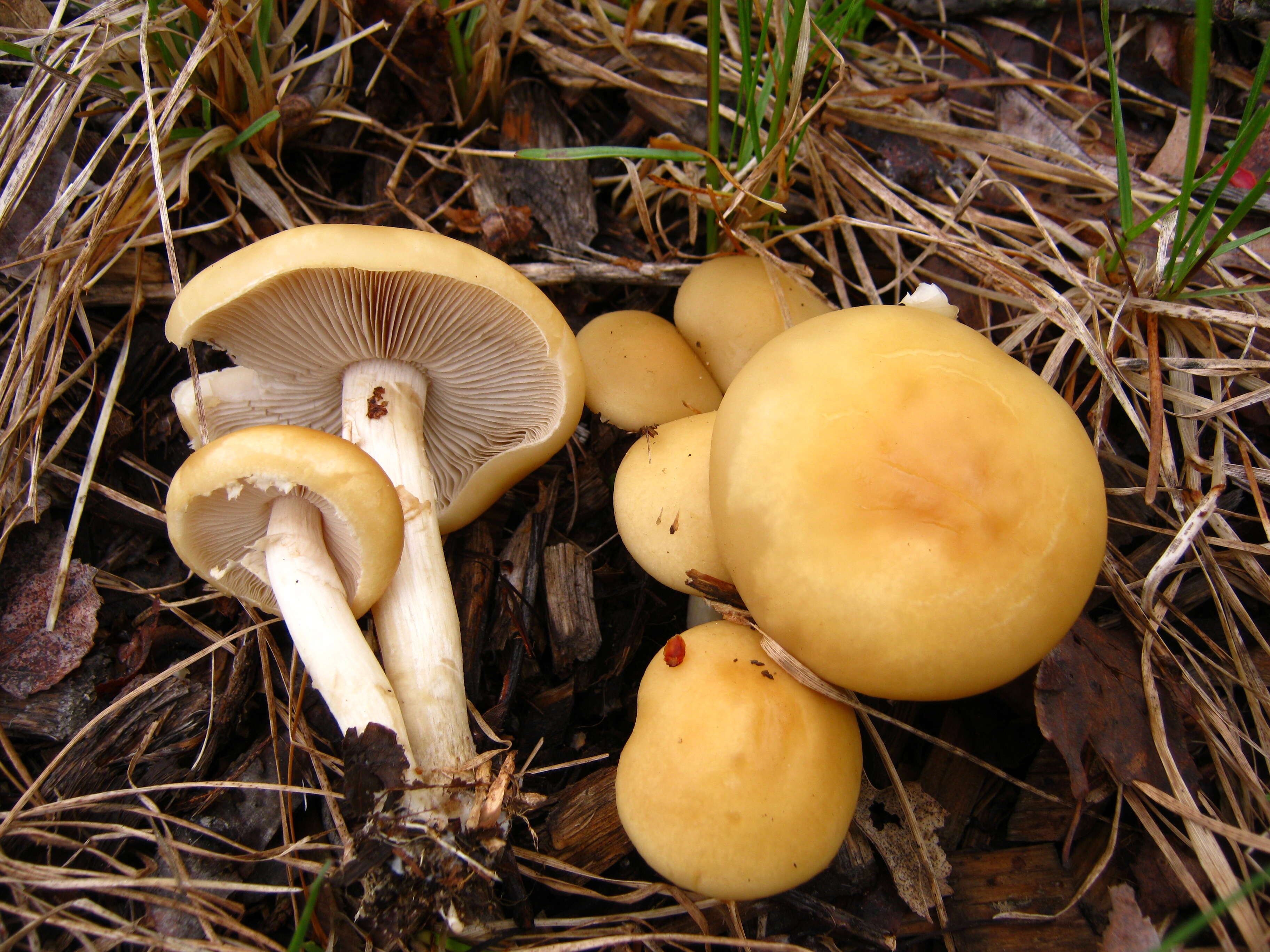 Image of Agrocybe praecox (Pers.) Fayod 1889