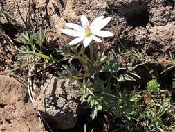 Image of tuber anemone