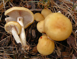 Image of Agrocybe praecox (Pers.) Fayod 1889