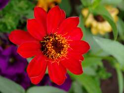 Image of ELEGANT ZINNIA