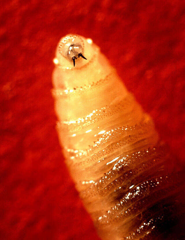 Image of Screwworm Flies