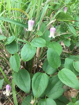 Image of Clematis carrizoensis D. Estes