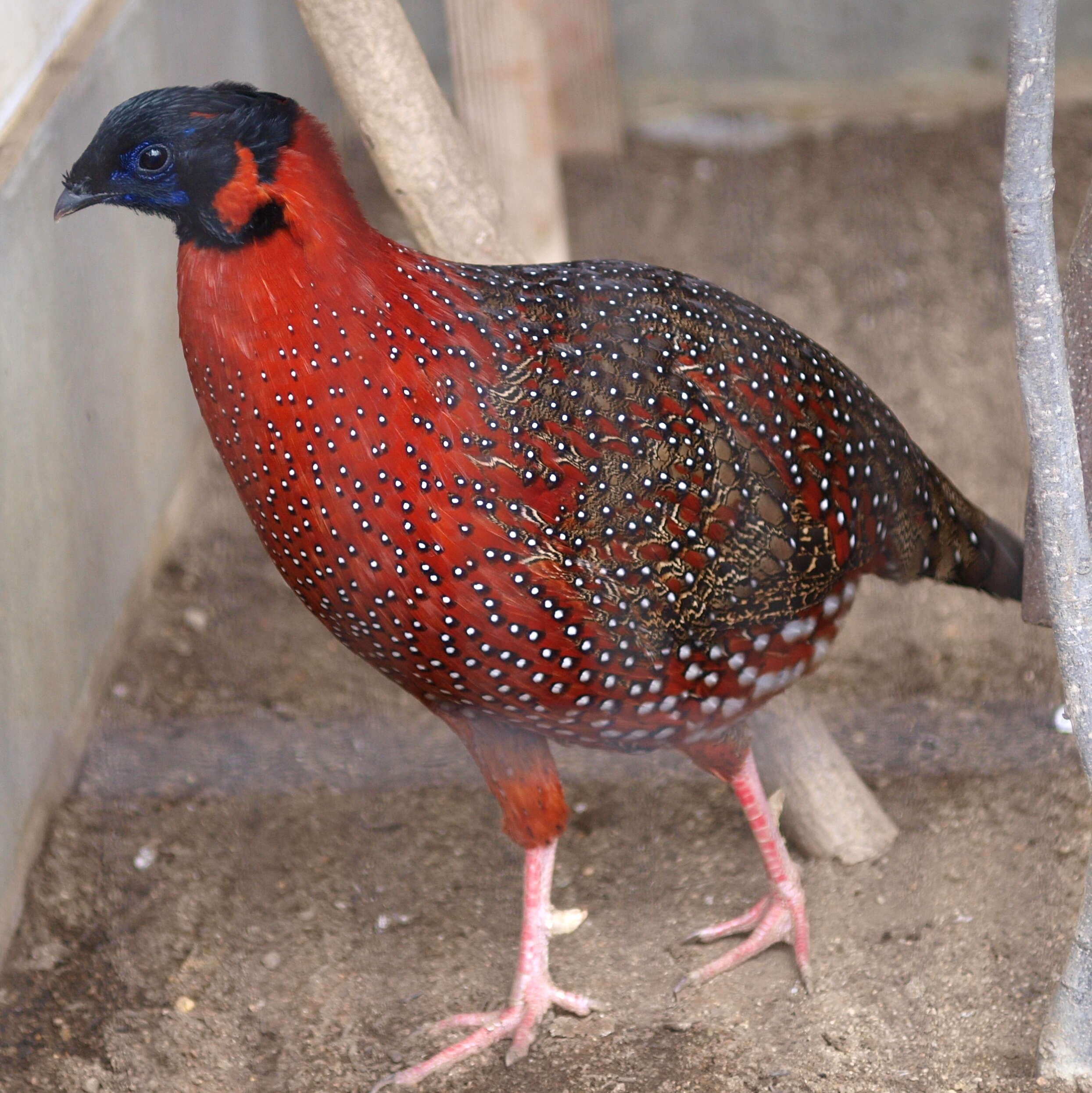 Imagem de Tragopan Cuvier 1829