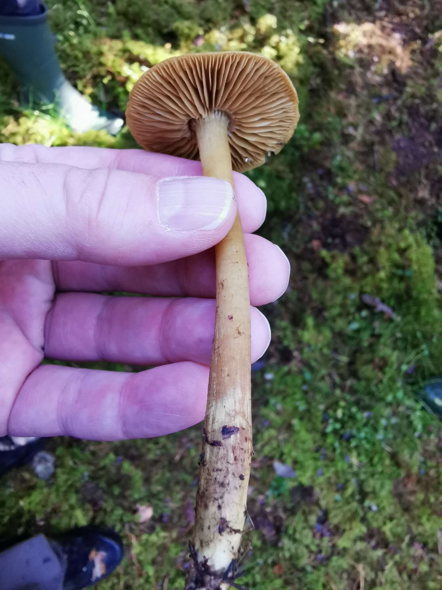 Слика од Cortinarius venetus (Fr.) Fr. 1838