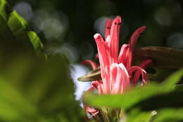 Image of Brazilian-plume