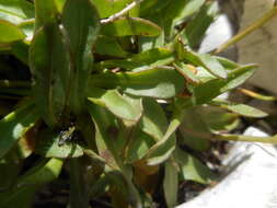 Image of Scorzoneroides montana (Lam.) J. Holub
