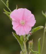 Convolvulus cantabrica L.的圖片