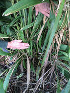 Image of bigleaf bristlegrass