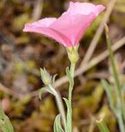 Convolvulus cantabrica L.的圖片