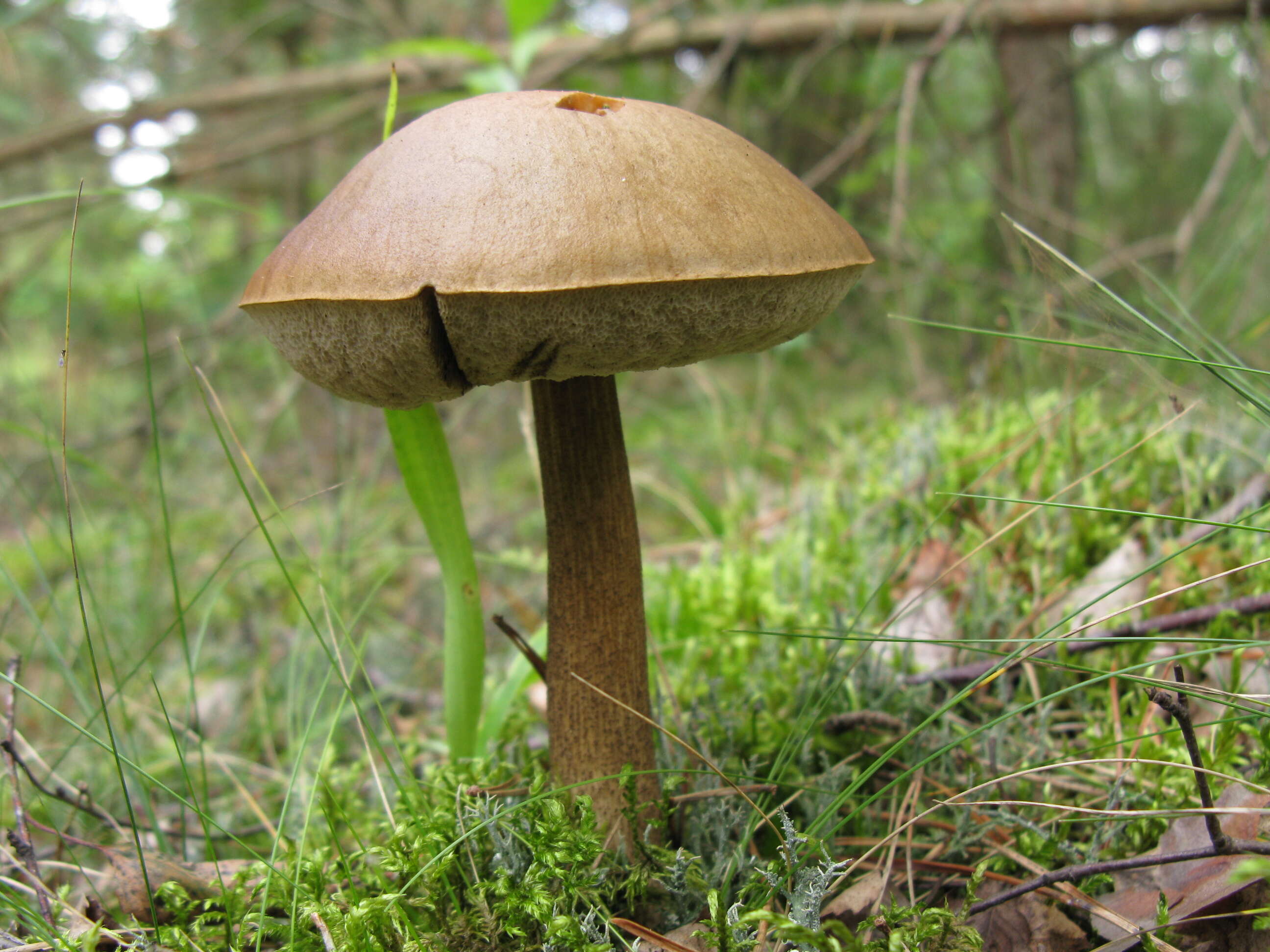 Image of Leccinum scabrum (Bull.) Gray 1821