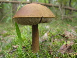 Image of Leccinum scabrum (Bull.) Gray 1821