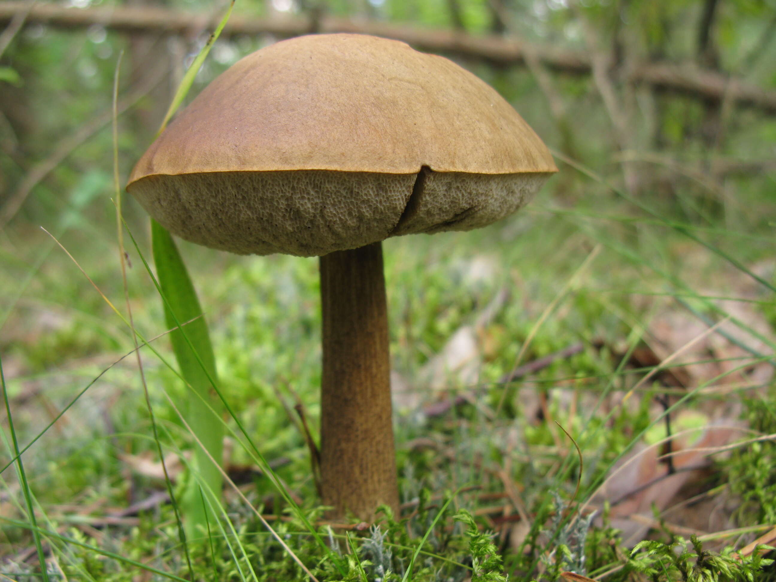 Image of Leccinum scabrum (Bull.) Gray 1821