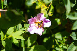 Image of Andrena auricoma Smith 1879