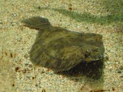 Image of Starry flounders