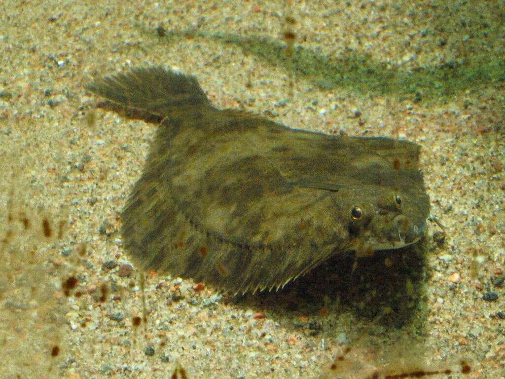 Image of Starry flounders