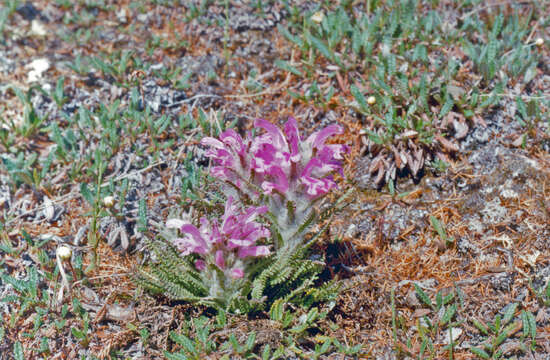 Image of Pedicularis dasyantha Hadac