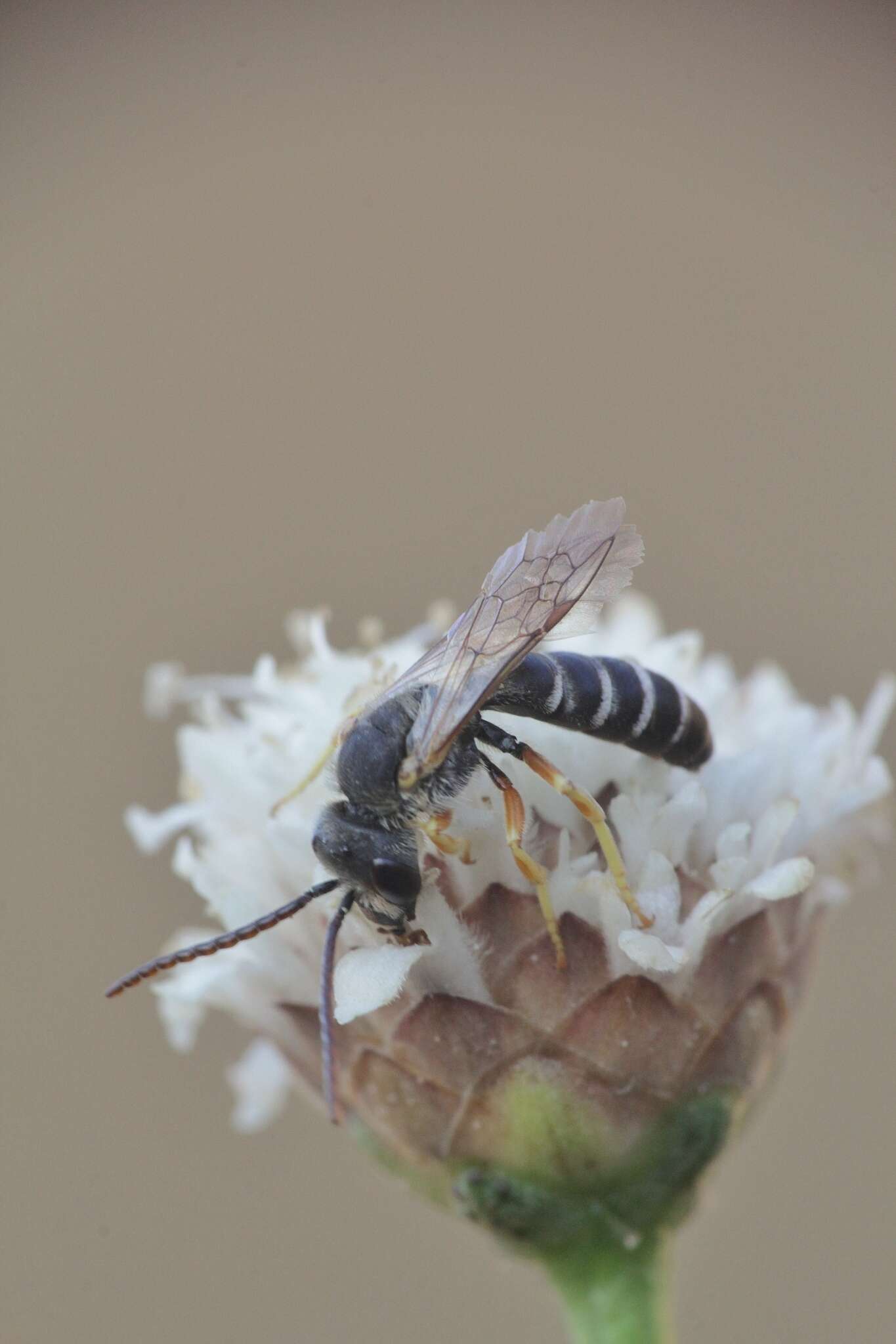 Image of Halictus simplex Blüthgen 1923