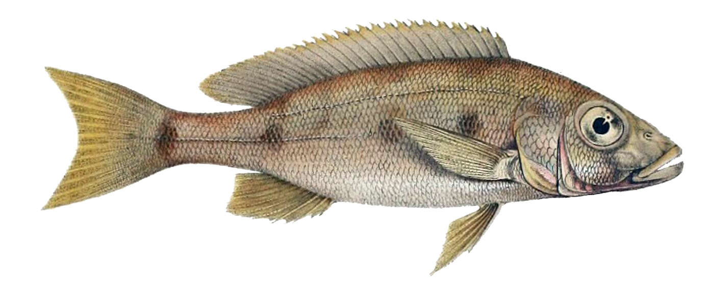 Boulengerochromis resmi