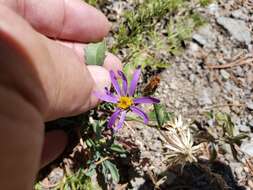 Imagem de Dieteria canescens var. canescens