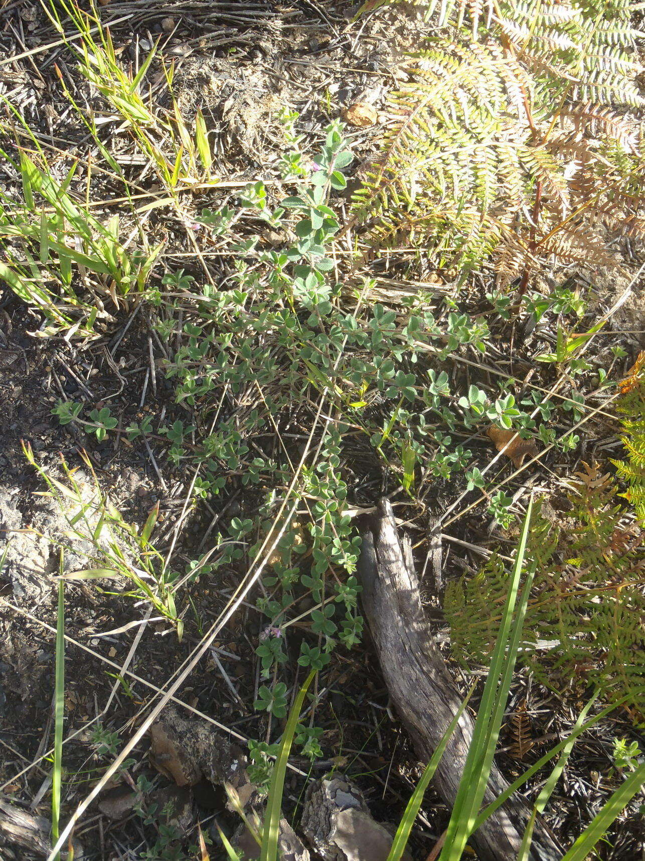 Image of <i>Indigofera alopecuroides</i> var. <i>minor</i> E. Mey.