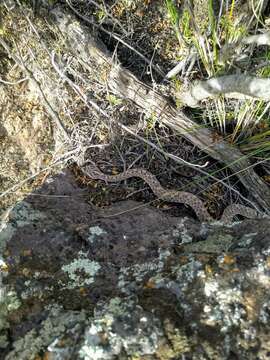 Imagem de Bothrops ammodytoides Leybold 1873