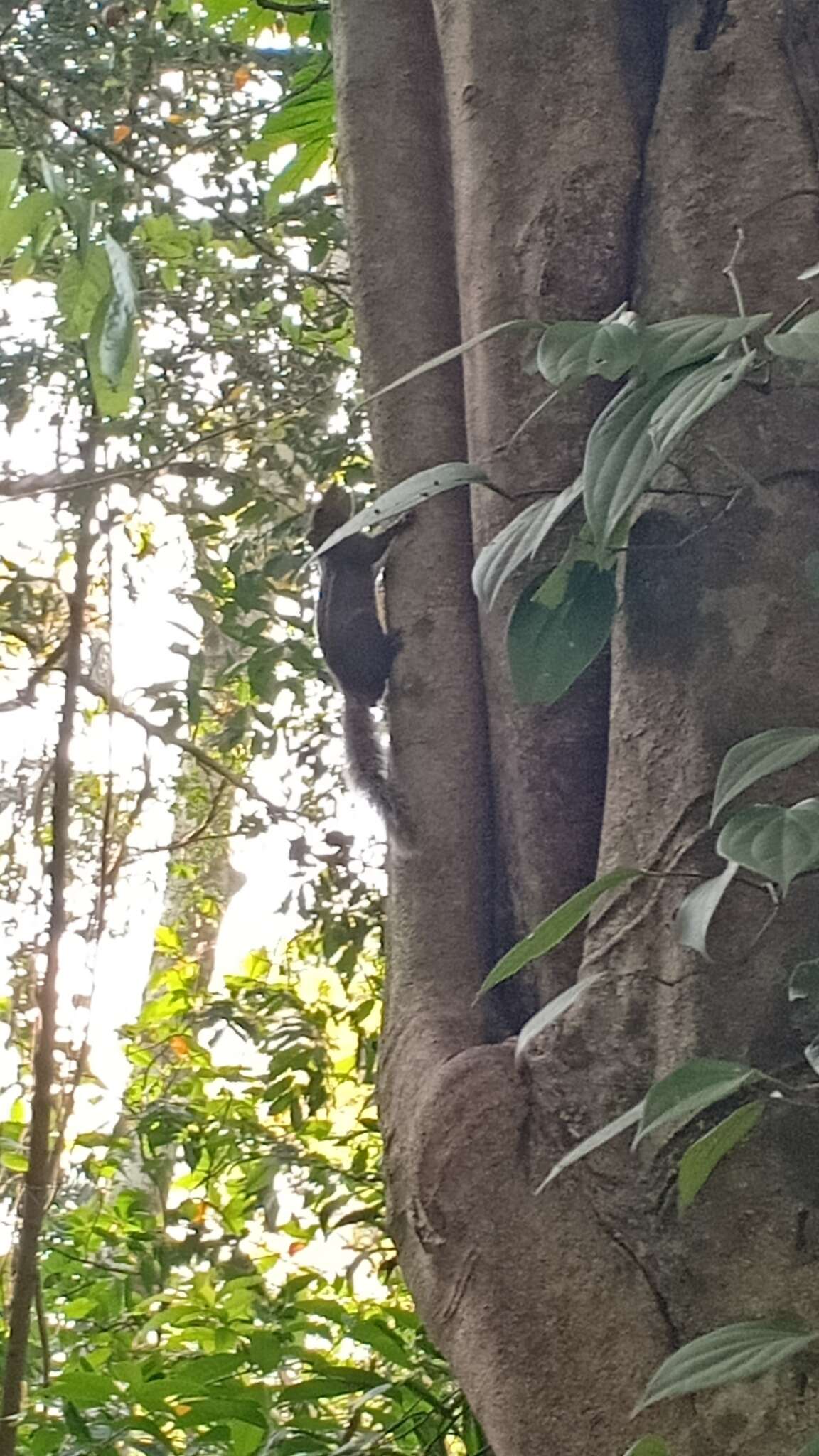 Image of Jungle Palm Squirrel