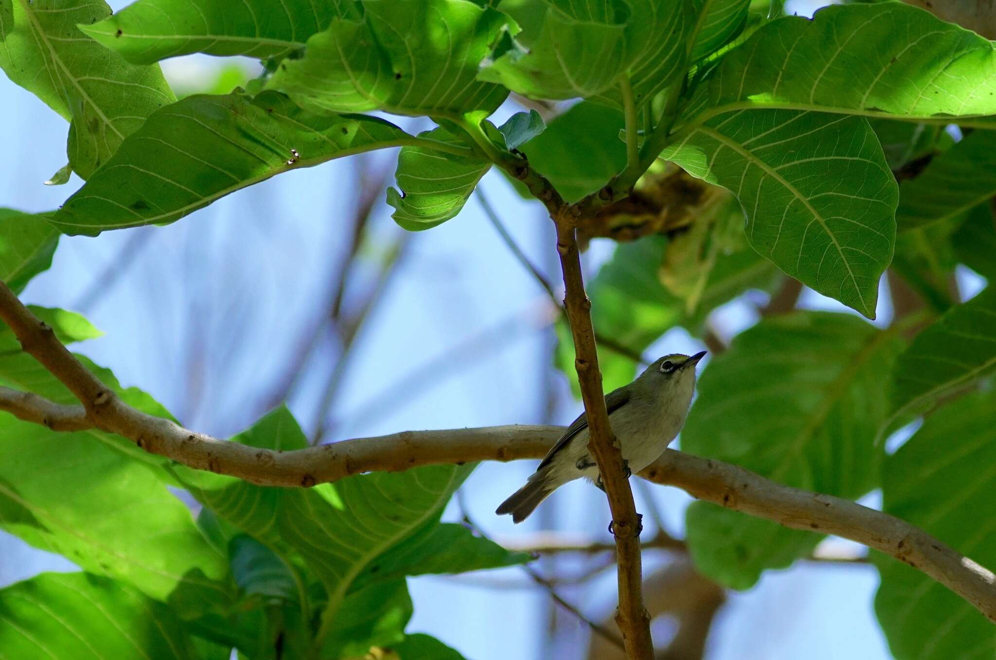 Image of Christmas Island White-eye