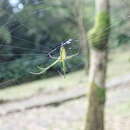 Leucauge celebesiana (Walckenaer 1841) resmi