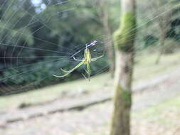 Image of Leucauge celebesiana (Walckenaer 1841)