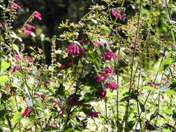 Salvia curviflora Benth. resmi