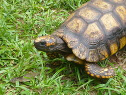 Image of Yellow-footed Tortoise