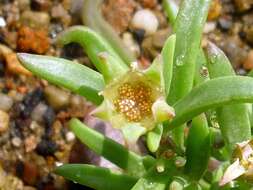 Image of delosperma