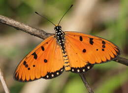 Image of Acraea terpsicore