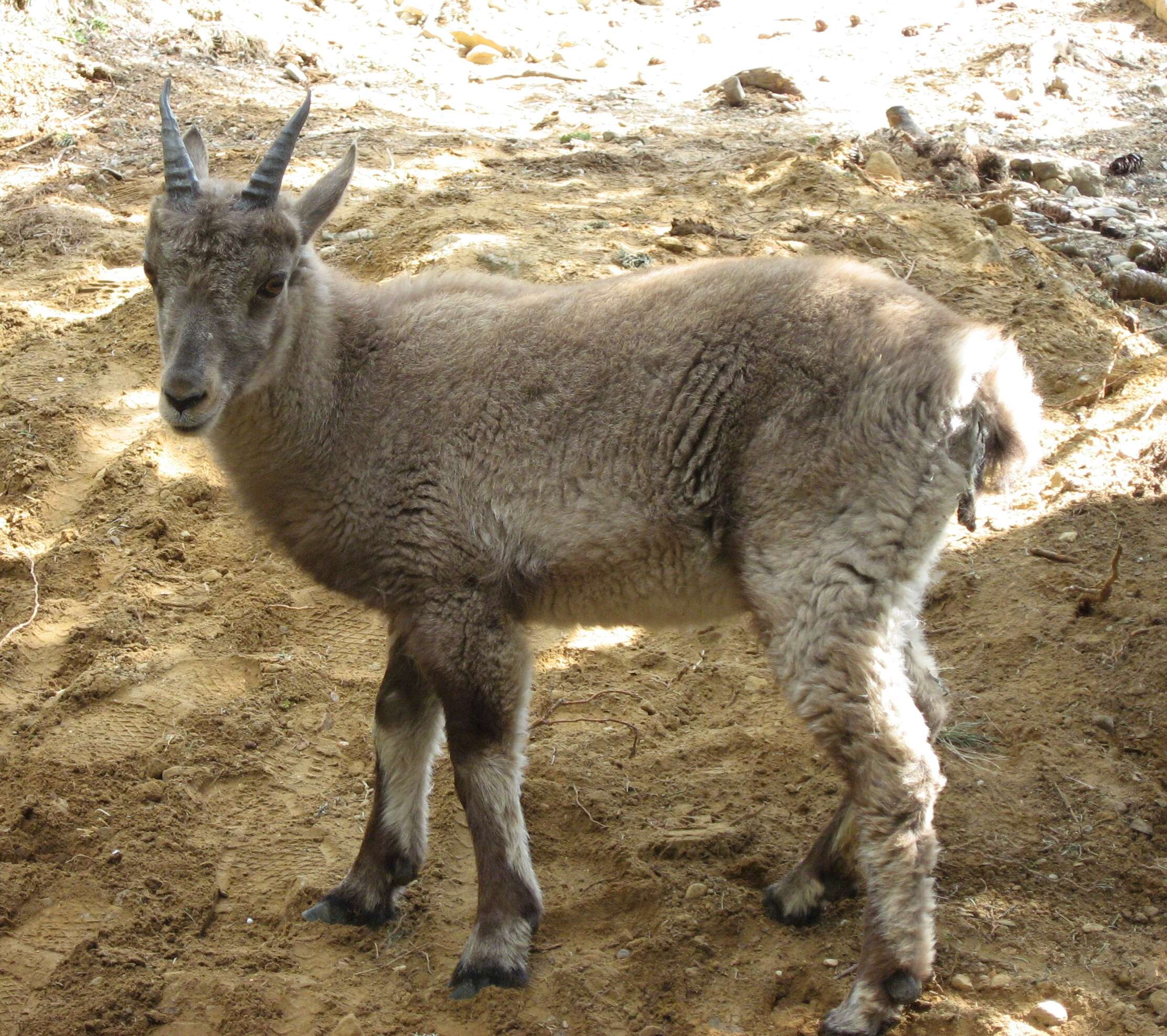 Plancia ëd Capra ibex Linnaeus 1758