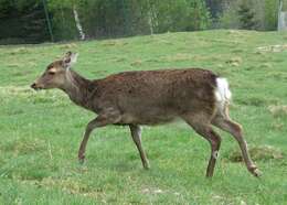 Image of Formosan sika deer