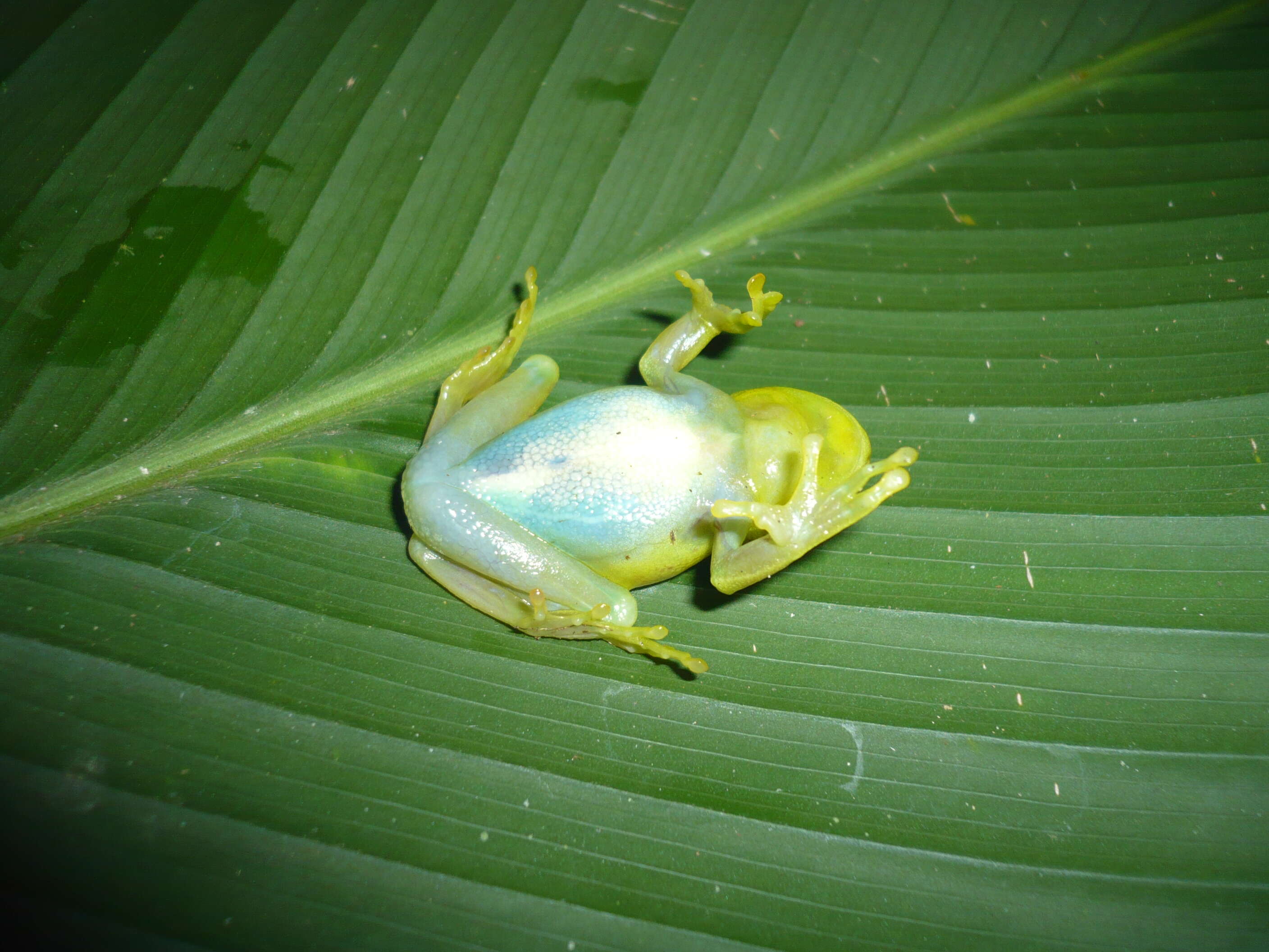 Image of Boana punctata (Schneider 1799)