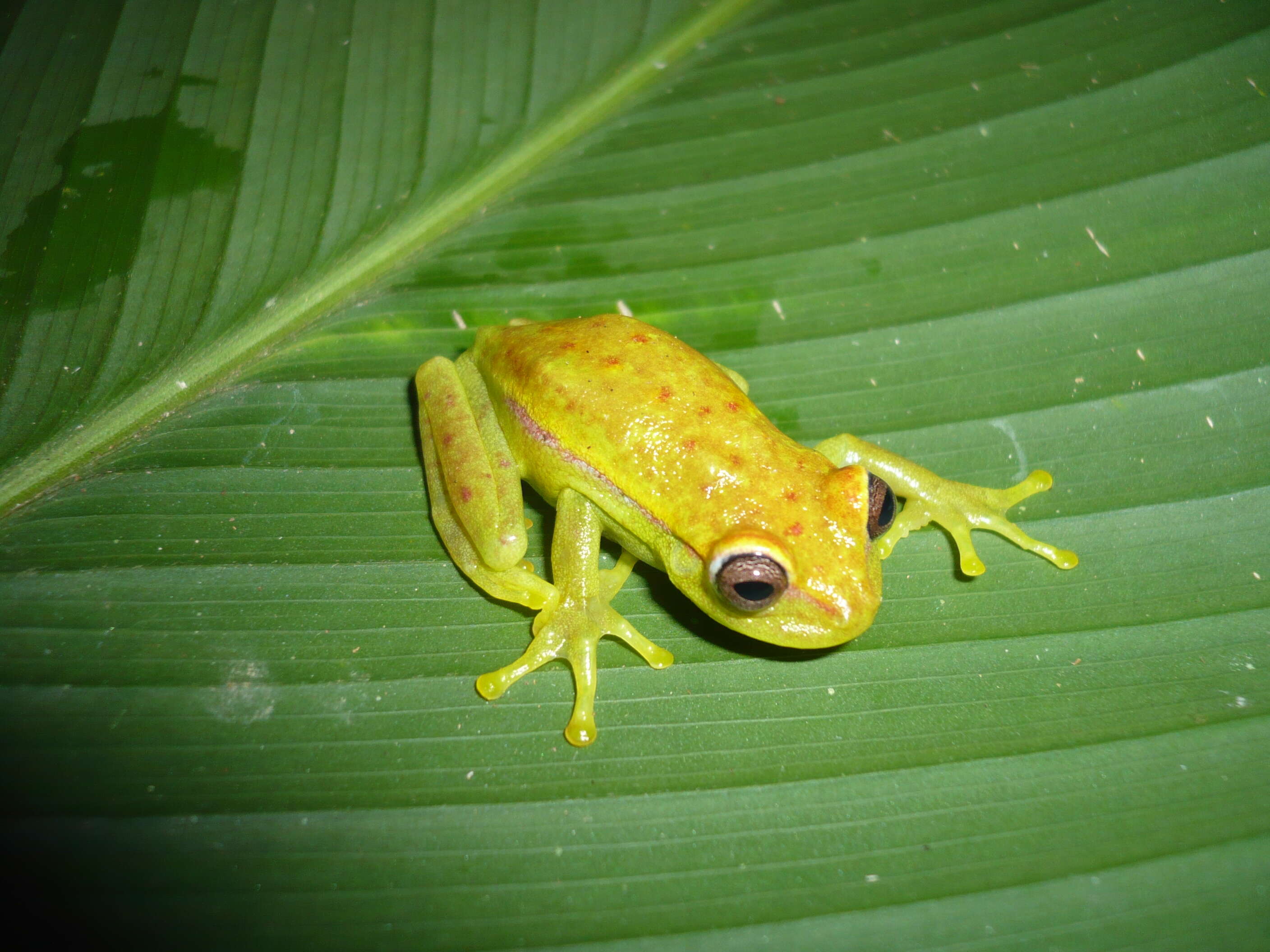 Image of Boana punctata (Schneider 1799)