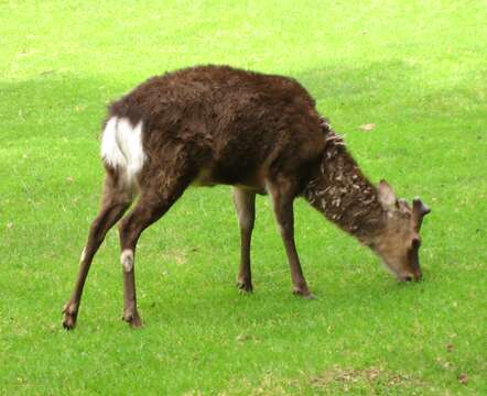 Image of Formosan sika deer