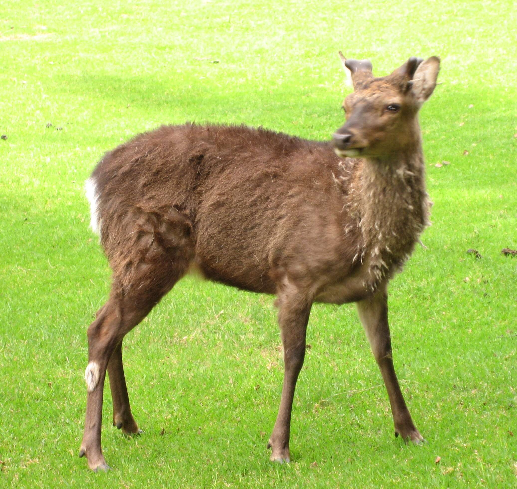 Image of Formosan sika deer