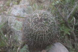 Sivun Echinofossulocactus tetraxiphus kuva